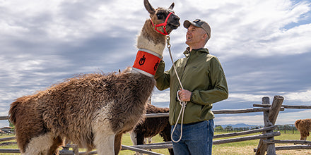 Randy-llama-blog-thumb