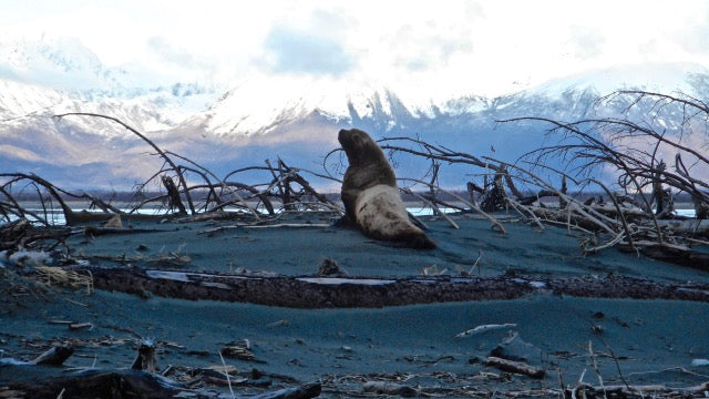 juneau-animals.jpg